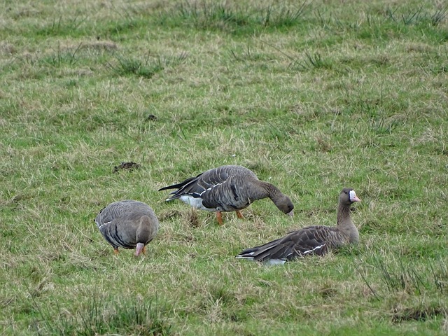 将成为推动 将成为推动